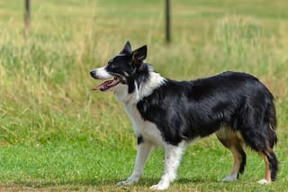 Según un estudio, los perros sienten el estrés de sus dueños