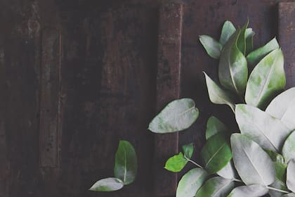 El eucalipto además de saludable es muy lindo para tener en la casa