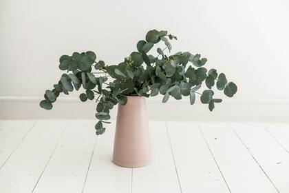 El eucalipto es el árbol que puede ayudarte a combatir la gingivitis