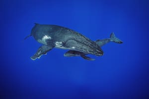 El evento fue avistado por un grupo de científicos y fotógrafos de National Geographic