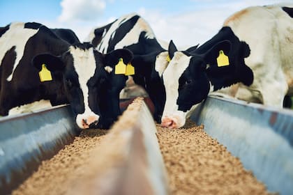 El exceso de consumo de almidón de los granos produce una rápida fermentación, generando una alta producción de ácidos grasos volátiles