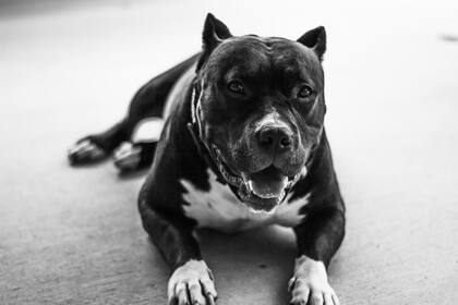 El exjugador de la NFL traficaba y lucraba con pitbulls para peleas ilegales (Unsplash)