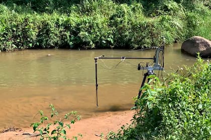 El experimento realizado con los peces