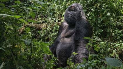EL experto en gorilas Ala Goodall explica que no es inusual que los gorilas de paren en dos patas