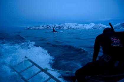 El experto en orcas francés Pierre Robert De Latour se prepara para bucear mientras una orca masculina nada en el mar de Noruega, el 14 de enero