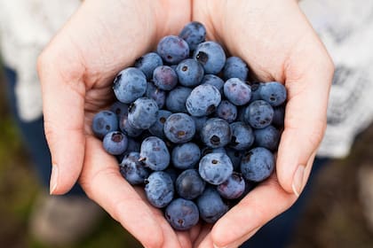 El experto indica que los arándanos son una gran fuente de nutrientes y beneficiosos para la salud