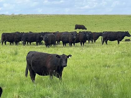El experto señaló que hay mitos que se generan también en torno al empleo