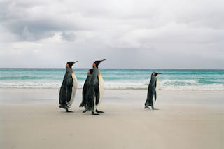 El alto gravamen que impuso Trump a las Malvinas y la isla castigada en la que solo habitan pingüinos