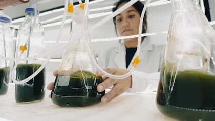 El extracto de alto poder antioxidante se obtiene de las huevas de erizos de mar