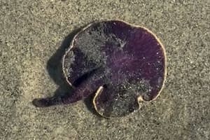 Encontró un “hongo” morado en el mar, lo levantó y empezó a brillar en su mano: “Alienígena”