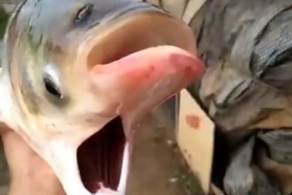 El extraño pez que se encontró en la zona de Chernóbil