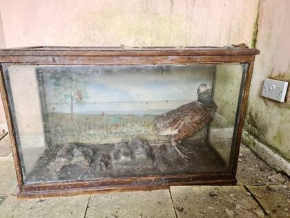 El faisán en la caja de cristal.