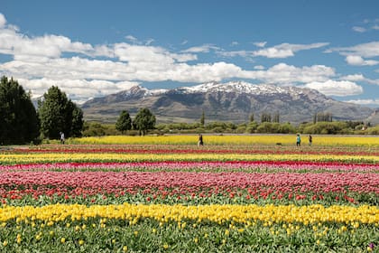 El famoso campo de tulipanes florece en octubre