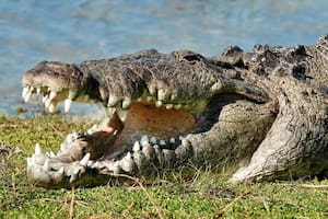 Se encontró con ‘Croczilla’, el cocodrilo más grande de Florida, y compartió un escalofriante video