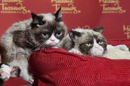 El famoso gato tiene una imitación en el museo Madame Tussauds de San Francisco, California, EE.UU.