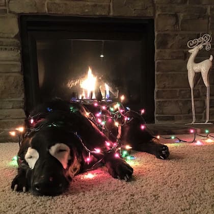 El famoso perro de las redes tenía esta condición dermatológica en la zona de los ojos