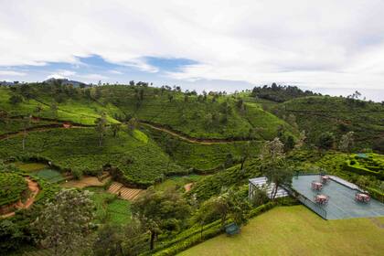  El famoso té de Ceilán proviene de las colinas del centro de la isla