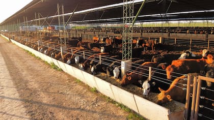 El feedlot cuenta con capacidad para 3000 cabezas bajo techo y otras 1000 en espera en corrales exteriores, hasta alcanzar los 250 kg necesarios para ingresar al sistema de engorde