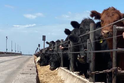 El feedlot tiene calles de cemento