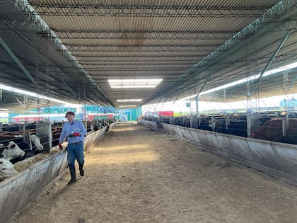 El feedlot tiene una capacidad instantánea de 3000 cabezas y cuenta con 1000 cabezas más por fuera de la estructura, esperando para ingresar alcanzado el peso ideal.