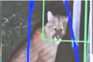 Puma suelto en Hudson: un rescatista de animales explicó cuándo puede atacar y aseguró que “no es prioridad atraparlo”