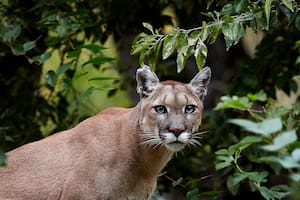 Evacúan y cierran un parque en la costanera tras la denuncia de la presencia de un puma