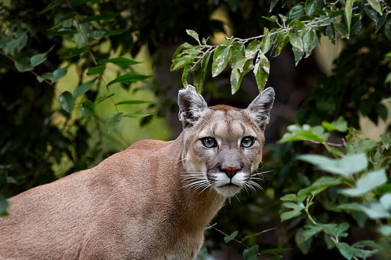 Alerta frente al Aeroparque. Evacúan y cierran un parque en la costanera tras la denuncia de la presencia de un puma