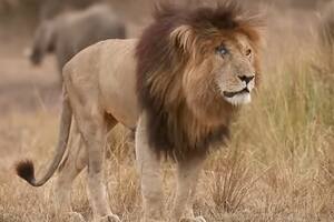 Murió Scarface, el león más famoso del mundo