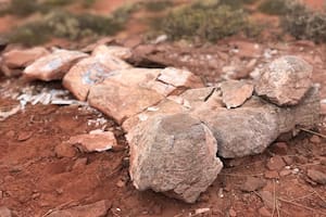 Hallan en Neuquén el fémur de uno de los gigantes del Cretácico