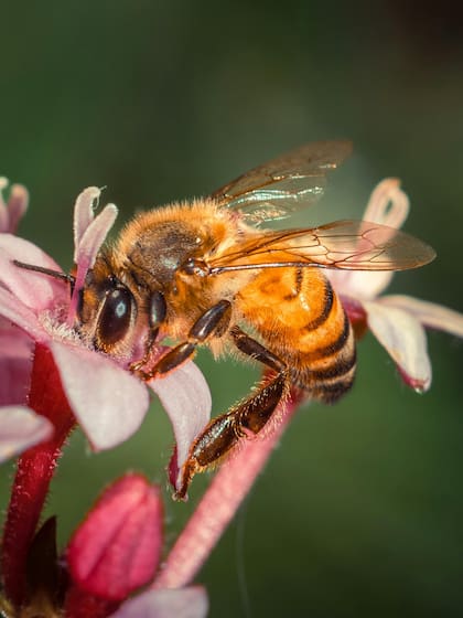 El Feng Shui entiende que las abejas son portadoras de augurios positivos