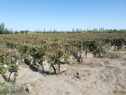 El fenómeno afectó a productores que todavía no habían cosechado
