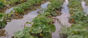 Se perdió el 90% de la producción de verduras y hortalizas de una región y suben los precios