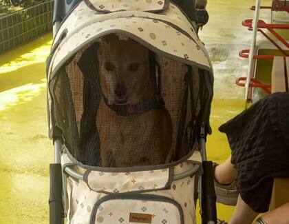 El fenómeno de la caída de la natalidad se ve en Tokio, donde es común ver carritos de bebés en las calles, pero con perros adentro