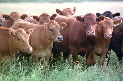 El fenómeno Niño, la exportación y el mercado jugarían a favor de la ganadería argentina