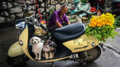 El festival de carne de perro más famoso de China se inauguró hoy en Yulin
