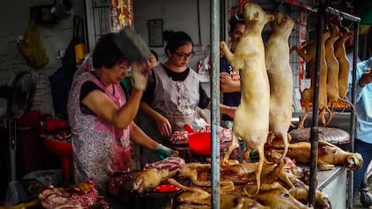 El festival de carne de perro más famoso de China se inauguró hoy en Yulin