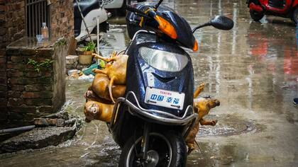 El festival de carne de perro más famoso de China se inauguró hoy en Yulin en medio de rumores de que las autoridades impondrán una prohibición este año.