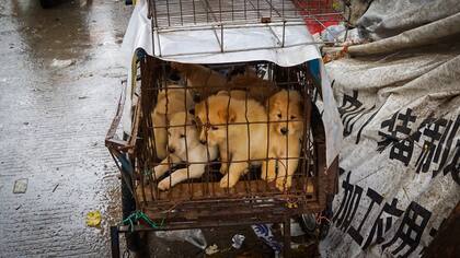 El festival de carne de perro más famoso de China se inauguró hoy en Yulin