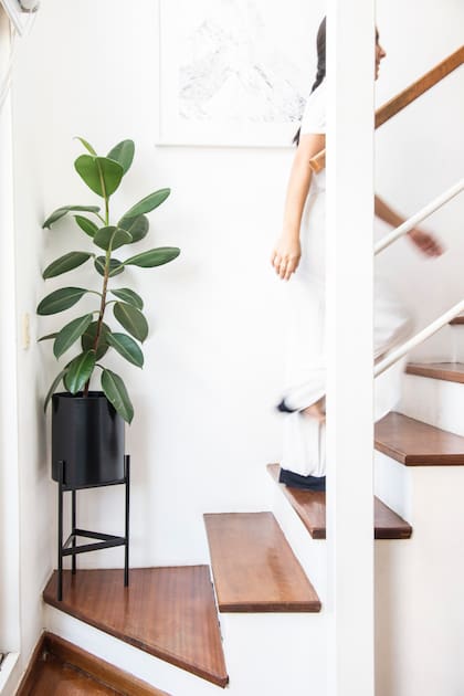 El ficus elastica absorbe contaminantes como el formaldehído y el benceno