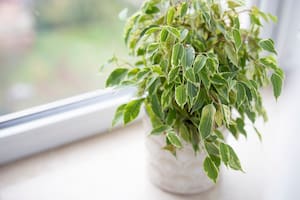 Las 10 plantas que ayudan a refrescar tu casa en verano