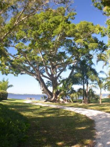 El ficus está en el lugar hace más de 100 años