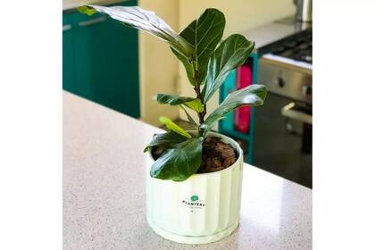 El Ficus Pandurata es una de las plantas que está de moda actualmente