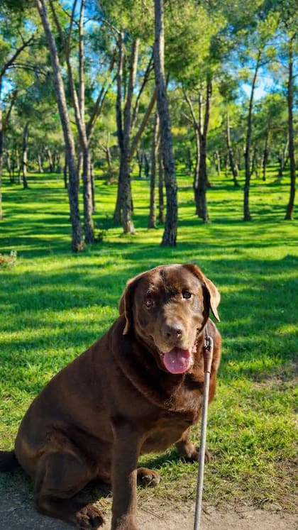 El fiel compañero de Alborán en las historias de Instagram de Juan Sesma
(Foto: @juansesmaa)