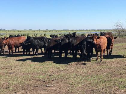 El fin de semana robaron 13 animales que estaban listos para la venta