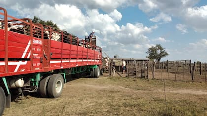 El final: el momento en que este año cargaron las vacas lecheras de un tambo de la localidad bonaerense de Alejandro Korn que cerró