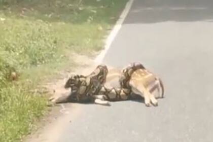 El final parece decretado para el ciervo en el costado de un camino del zoo abierto tailandés Khao Kheov