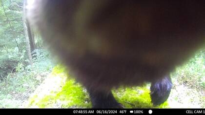 El Fisher fue capturado por Bill Powers, fundador de PixController y PixCams, por sus camaras ubicadas en su propiedad en Murrysville