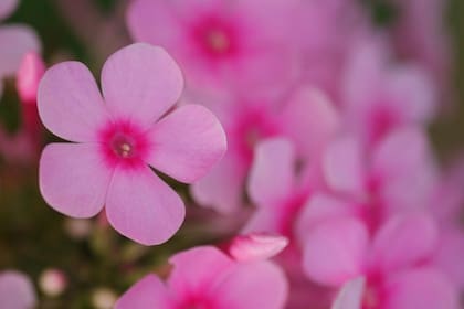 El florecimiento de las phlox le da nombre a la Luna llena de abril