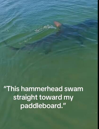 El floridano logró captar al tiburón martillo desde muy cerca