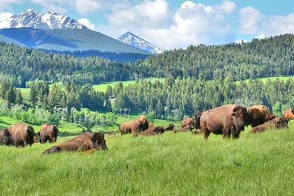 El Flying D Ranch, de Ted Turner